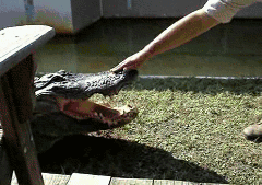 Darwin_Alligator_How_Does_Stupid_Taste